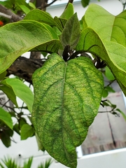 Cordia sebestena