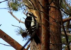 Dendrocopos major