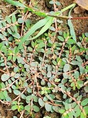 Euphorbia thymifolia