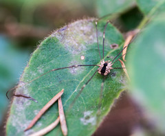Leuronychus pacificus