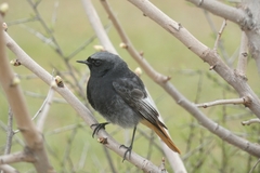 Phoenicurus ochruros