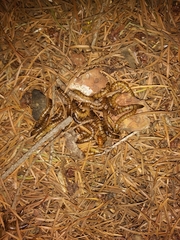 Tenebrio obscurus