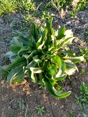 Rumex crispus