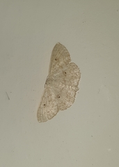 Scopula