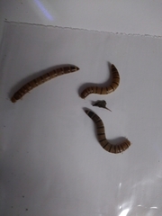 Tenebrio obscurus