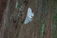 Catoria sublavaria