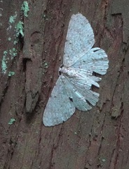 Catoria sublavaria