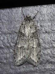 Semioscopis inornata