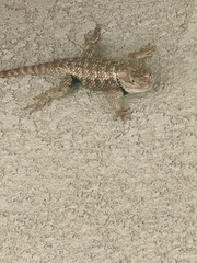 Sceloporus uniformis