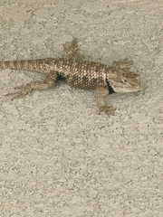 Sceloporus uniformis