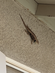 Sceloporus uniformis