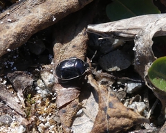 Sehirus cinctus albonotatus