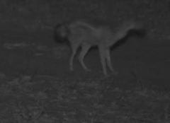 Lupulella adusta adusta