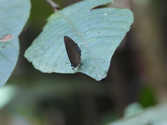 Arhopala pseudomuta