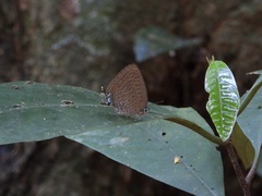 Arhopala pseudomuta