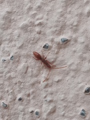 Embolemidae