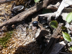 Sehirus cinctus albonotatus