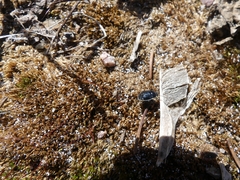 Sehirus cinctus albonotatus