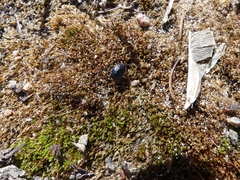 Sehirus cinctus albonotatus