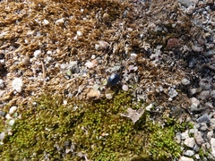 Sehirus cinctus albonotatus