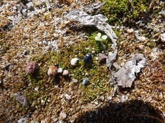 Sehirus cinctus albonotatus