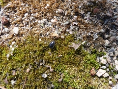 Sehirus cinctus albonotatus