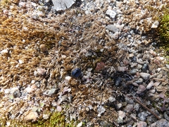 Sehirus cinctus albonotatus