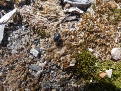 Sehirus cinctus albonotatus