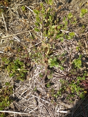 Holosteum umbellatum
