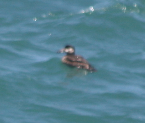 Melanitta perspicillata