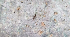 Formicidae