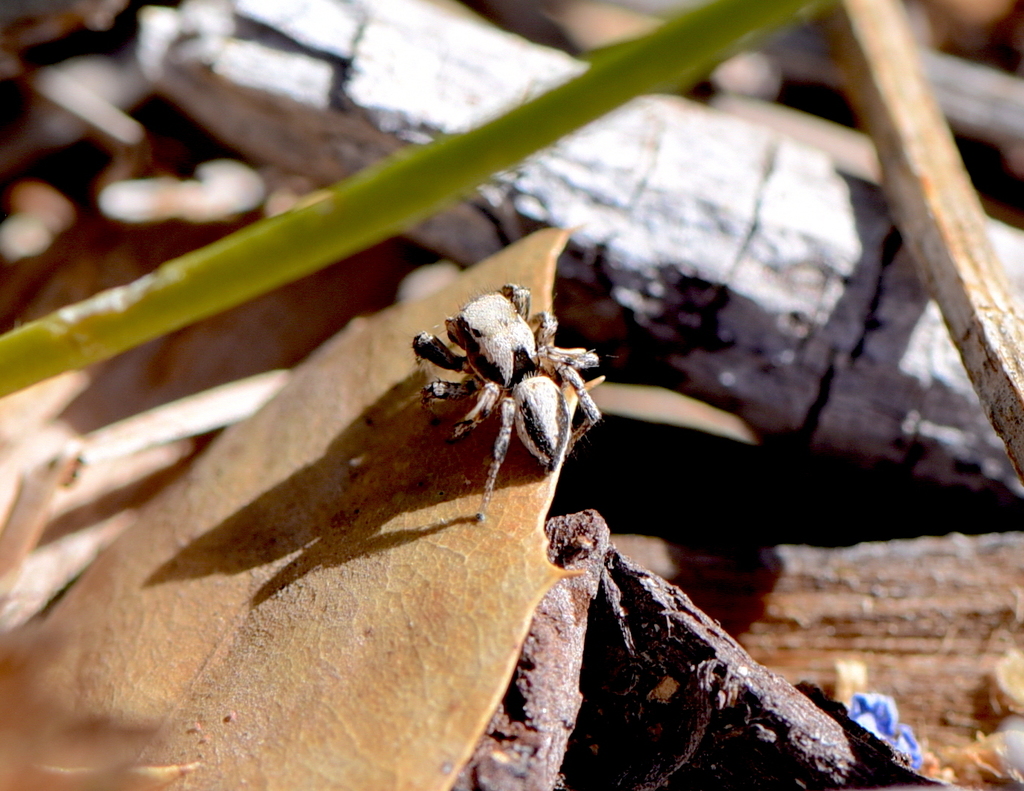Habronattus californicus