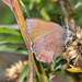 Callophrys augustinus annetteae - Photo (c) Ken Kertell, some rights reserved (CC BY-NC), uploaded by Ken Kertell