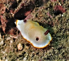 Goniobranchus sinensis