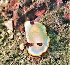 Goniobranchus sinensis