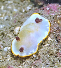 Goniobranchus sinensis