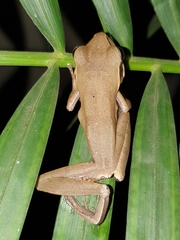 Polypedates maculatus