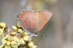 Callophrys augustinus annetteae