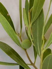 Olea exasperata