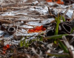 Byssonectria fusispora