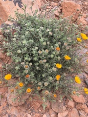 Pulicaria mauritanica