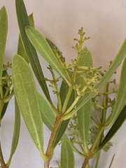 Olea exasperata