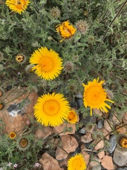 Pulicaria mauritanica