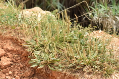 Plantago serraria