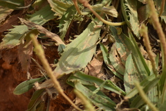 Plantago serraria