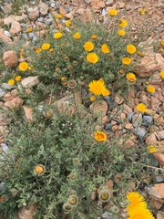 Pulicaria mauritanica