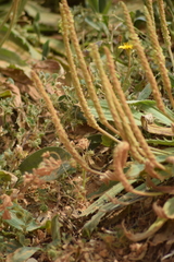 Plantago serraria