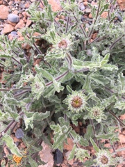 Pulicaria mauritanica