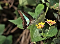 Graphium sarpedon
