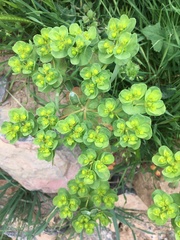 Euphorbia helioscopia image